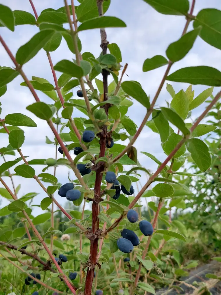 Ripe haskap berries on a bush at Eagle Hill Farm
