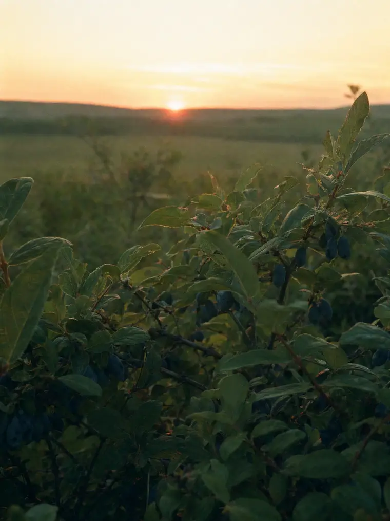 Haskap bushes at Eagle Hill Farm at sunset